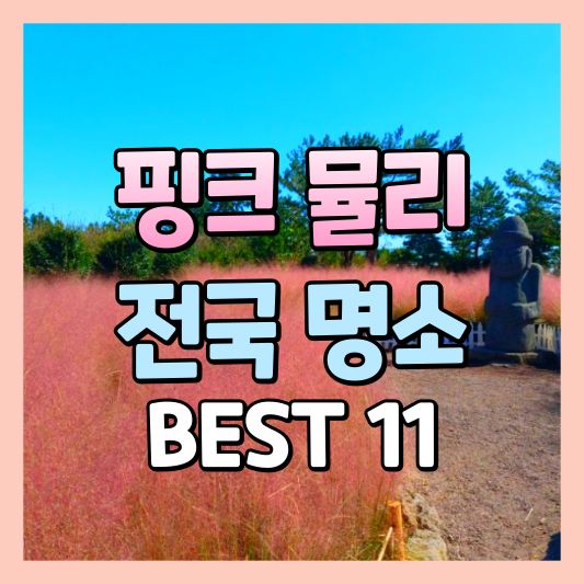 핑크뮬리 11월 전국 명소 BEST 11